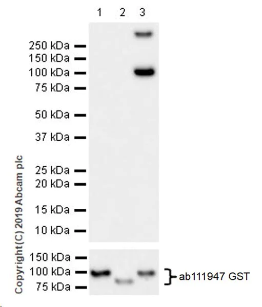 Western blot - Anti-YTHDF3 antibody [EPR21912-3] (AB220161)