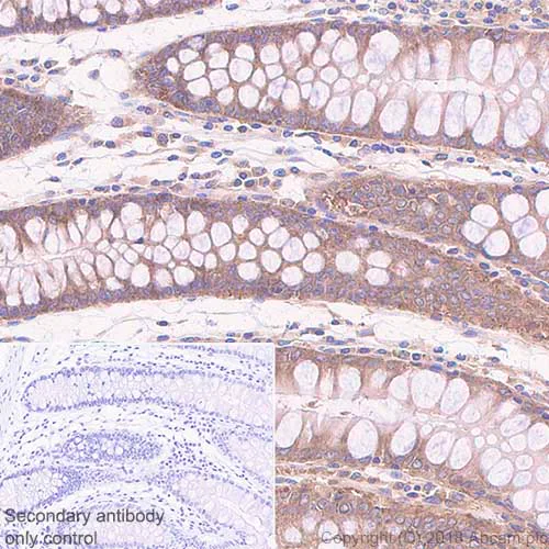 Immunohistochemistry (Formalin/PFA-fixed paraffin-embedded sections) - Anti-YTHDF3 antibody [EPR21912-3] - BSA and Azide free (AB255267)