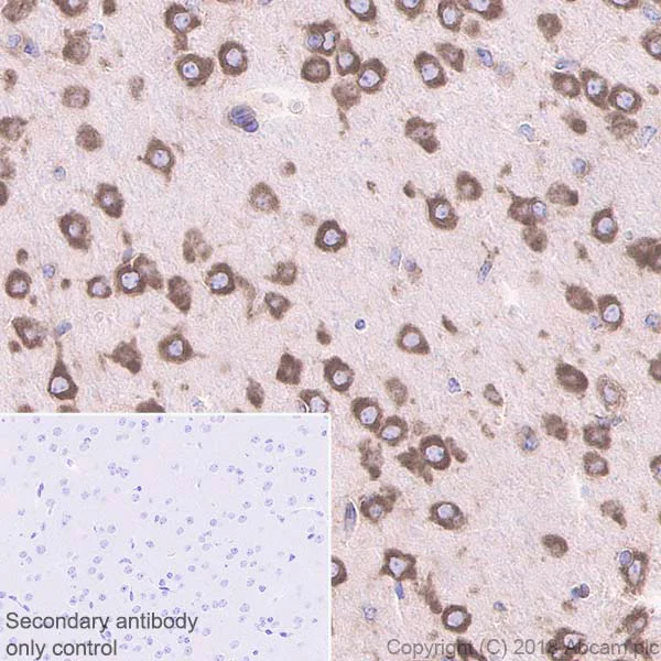 Immunohistochemistry (Formalin/PFA-fixed paraffin-embedded sections) - Anti-YTHDF3 antibody [EPR21912-3] - BSA and Azide free (AB255267)