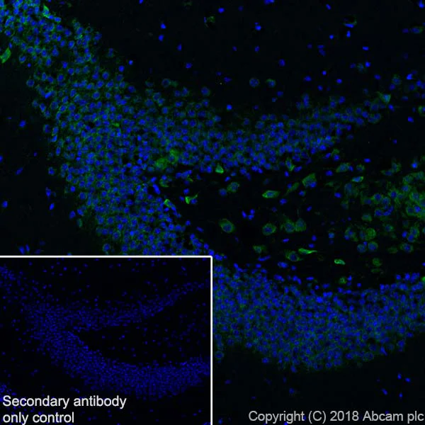 Immunohistochemistry (Frozen sections) - Anti-YTHDF3 antibody [EPR21912-3] - BSA and Azide free (AB255267)