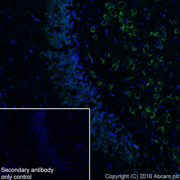 Immunohistochemistry (Frozen sections) - Anti-YTHDF3 antibody [EPR21912-3] - BSA and Azide free (AB255267)