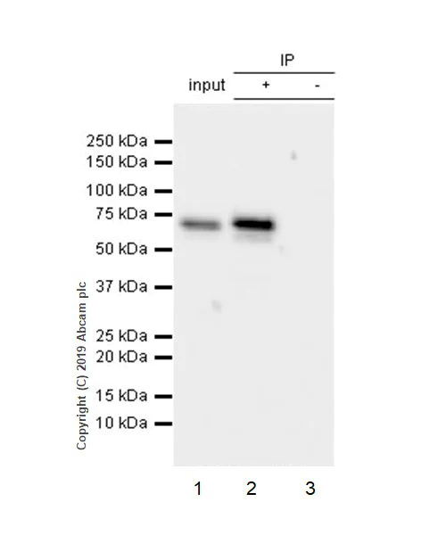 Immunoprecipitation - Anti-YTHDF3 antibody [EPR21912-3] - BSA and Azide free (AB255267)