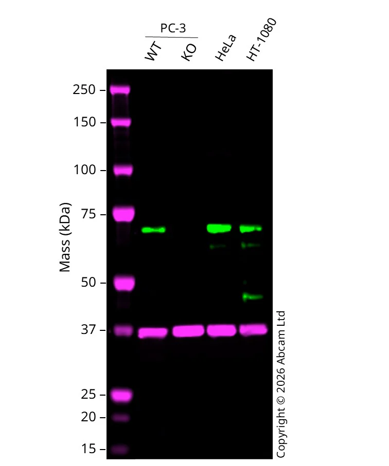Western blot - Anti-YTHDF3 antibody [EPR21912-3] - BSA and Azide free (AB255267)