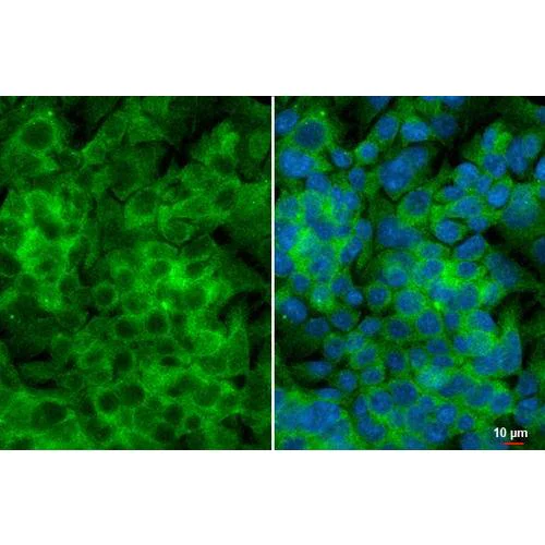 Immunocytochemistry/ Immunofluorescence - Anti-YTHDF3 antibody [HL2235] (AB317173)