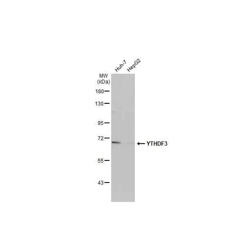 Western blot - Anti-YTHDF3 antibody [HL2235] (AB317173)