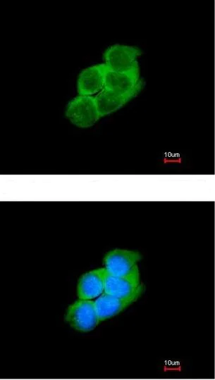 Immunocytochemistry/ Immunofluorescence - Anti-YWHAE antibody (AB137862)