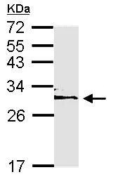 Western blot - Anti-YWHAE antibody (AB137862)
