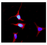 Immunocytochemistry/ Immunofluorescence - Anti-YWHAE antibody [EPR3918] (AB92311)