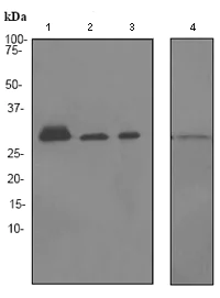Western blot - Anti-YWHAE antibody [EPR3918] (AB92311)