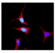 Immunocytochemistry/ Immunofluorescence - Anti-YWHAE antibody [EPR3918] - BSA and Azide free (AB239903)