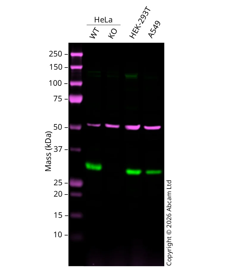 Western blot - Anti-YWHAE antibody [EPR3918] - BSA and Azide free (AB239903)