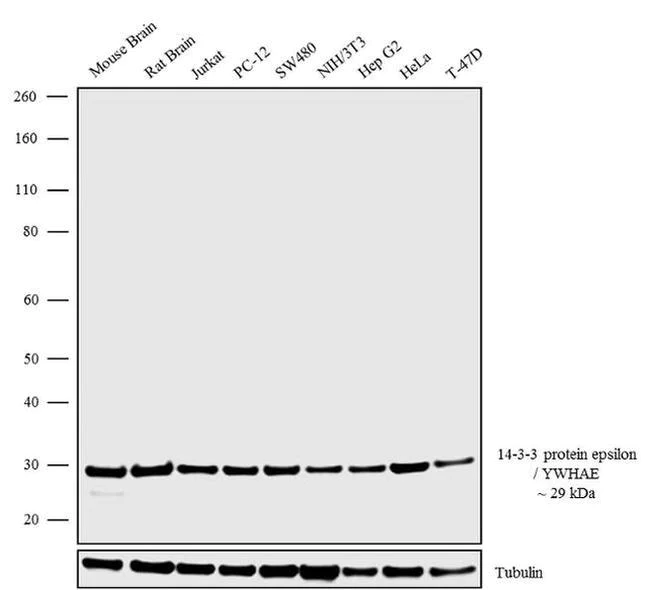 Western blot - Anti-YWHAE antibody [RP23040165] (AB308051)