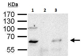 Immunoprecipitation - Anti-YY1 antibody (AB227269), expandable thumbnail