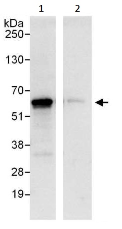 Immunoprecipitation - Anti-YY1 antibody (AB245364), expandable thumbnail