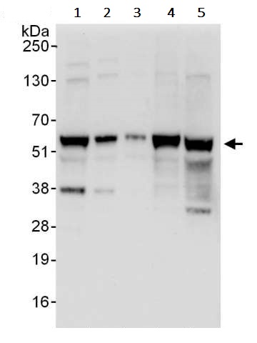 Western blot - Anti-YY1 antibody (AB245364), expandable thumbnail