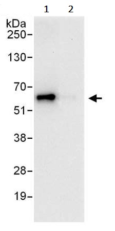 Immunoprecipitation - Anti-YY1 antibody (AB245365), expandable thumbnail