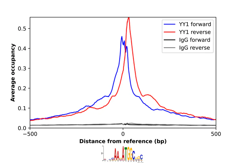 ChIP - Anti-YY1 Antibody (AB327167)