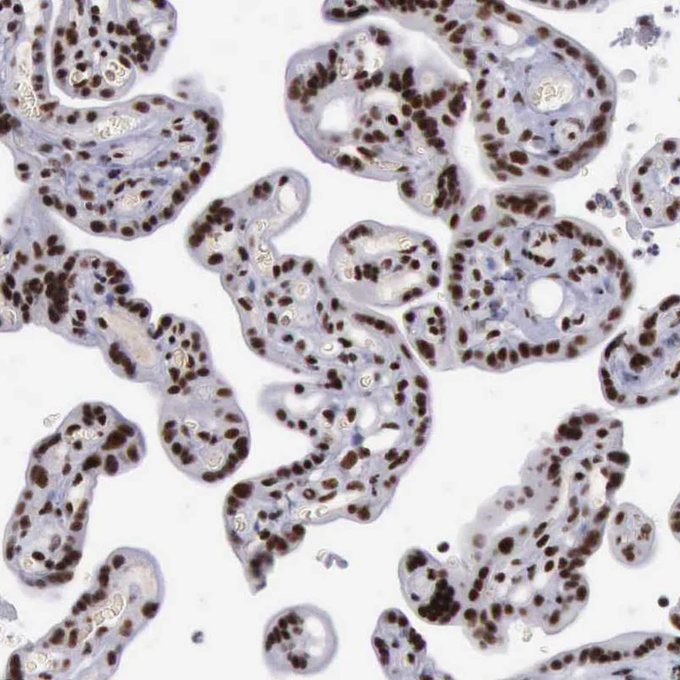 Immunohistochemistry (Formalin/PFA-fixed paraffin-embedded sections) - Anti-YY1 Antibody (AB327167)