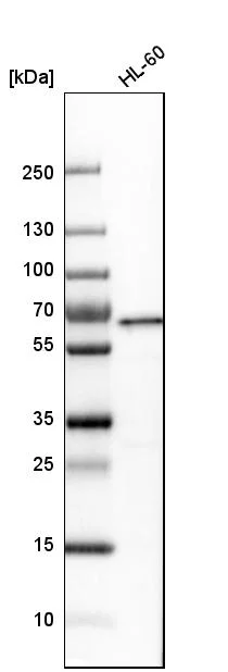 Western blot - Anti-YY1 Antibody (AB327167)