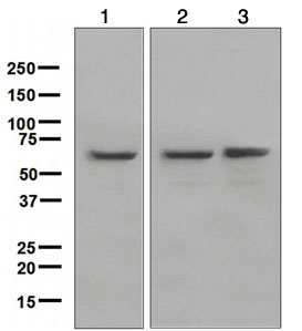 Western blot - Anti-YY1 antibody [EPR4651] (AB109228), expandable thumbnail