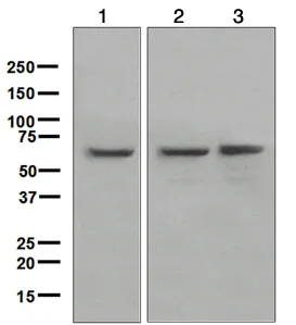 Western blot - Anti-YY1 antibody [EPR4651] - Nuclear Loading Control (AB109228)
