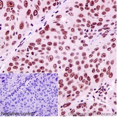 Immunohistochemistry (Formalin/PFA-fixed paraffin-embedded sections) - Anti-YY1 antibody [EPR4652] - BSA and Azide free (AB232573), expandable thumbnail