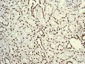 Immunohistochemistry (Formalin/PFA-fixed paraffin-embedded sections) - Anti-YY1 antibody [EPR4652] - BSA and Azide free (AB232573)