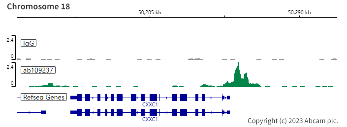 ChIC/CUT&RUN sequencing - Anti-YY1 antibody [EPR4652] - Nuclear Loading Control (ab109237), expandable thumbnail