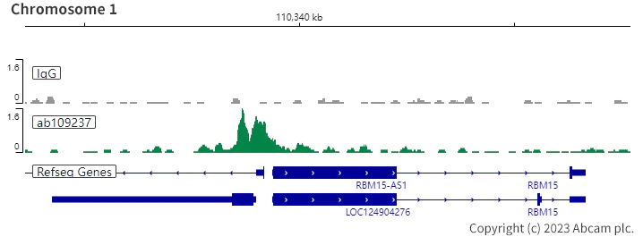 ChIC/CUT&RUN sequencing - Anti-YY1 antibody [EPR4652] - Nuclear Loading Control (AB109237)