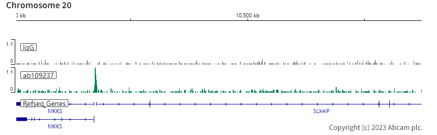 ChIC/CUT&RUN sequencing - Anti-YY1 antibody [EPR4652] - Nuclear Loading Control (ab109237), expandable thumbnail