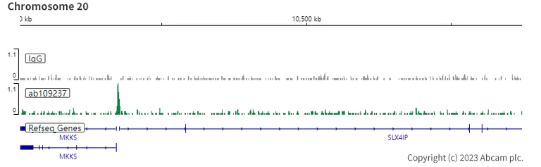 ChIC/CUT&RUN sequencing - Anti-YY1 antibody [EPR4652] - Nuclear Loading Control (AB109237)