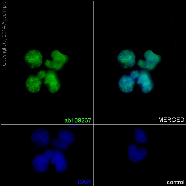 Immunocytochemistry/ Immunofluorescence - Anti-YY1 antibody [EPR4652] - Nuclear Loading Control (AB109237), expandable thumbnail