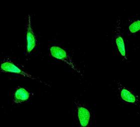 Immunocytochemistry/ Immunofluorescence - Anti-YY1 antibody [EPR4652] - Nuclear Loading Control (ab109237), expandable thumbnail