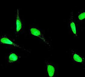 Immunocytochemistry/ Immunofluorescence - Anti-YY1 antibody [EPR4652] - Nuclear Loading Control (AB109237)