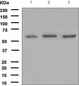 Western blot - Anti-YY1 antibody [EPR4652] - Nuclear Loading Control (ab109237), expandable thumbnail