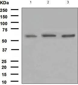 Western blot - Anti-YY1 antibody [EPR4652] - Nuclear Loading Control (AB109237)