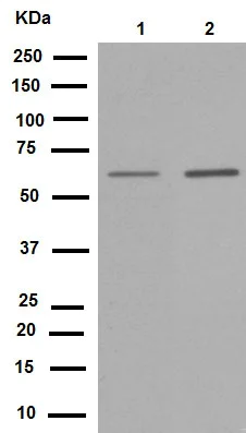 Western blot - Anti-YY1 antibody [EPR4652] - Nuclear Loading Control (AB109237)