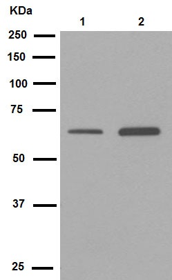 Western blot - Anti-YY1 antibody [EPR4652] - Nuclear Loading Control (ab109237), expandable thumbnail