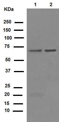 Western blot - Anti-YY1 antibody [EPR4652] - Nuclear Loading Control (AB109237), expandable thumbnail
