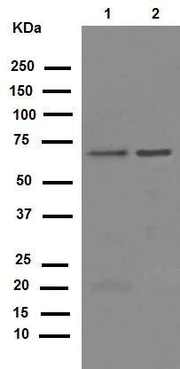Western blot - Anti-YY1 antibody [EPR4652] - Nuclear Loading Control (AB109237)