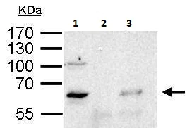 Immunoprecipitation - Anti-YY1 antibody - Nuclear Loading Control (AB227269)