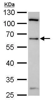 Western blot - Anti-YY1 antibody - Nuclear Loading Control (AB227269)