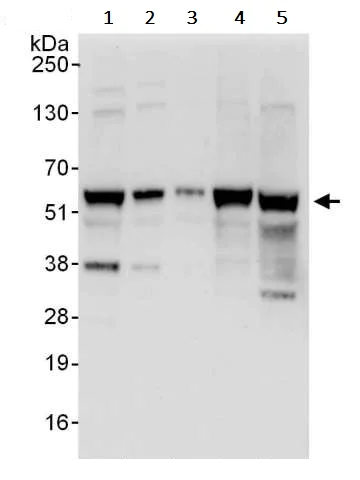 Western blot - Anti-YY1 antibody - Nuclear Loading Control (AB245364)