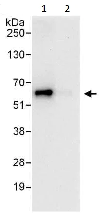 Immunoprecipitation - Anti-YY1 antibody - Nuclear Loading Control (AB245365)