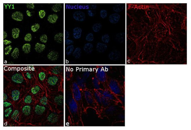 Immunocytochemistry/ Immunofluorescence - Anti-YY1 Antibody [RP23040257] - Nuclear Loading Control (AB313420), expandable thumbnail