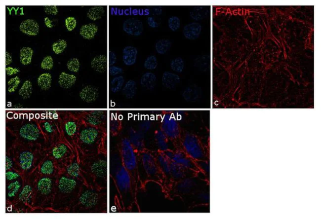 Immunocytochemistry/ Immunofluorescence - Anti-YY1 Antibody [RP23040257] - Nuclear Loading Control (AB313420)