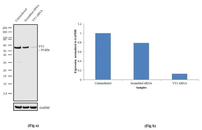 Western blot - Anti-YY1 Antibody [RP23040257] - Nuclear Loading Control (AB313420)