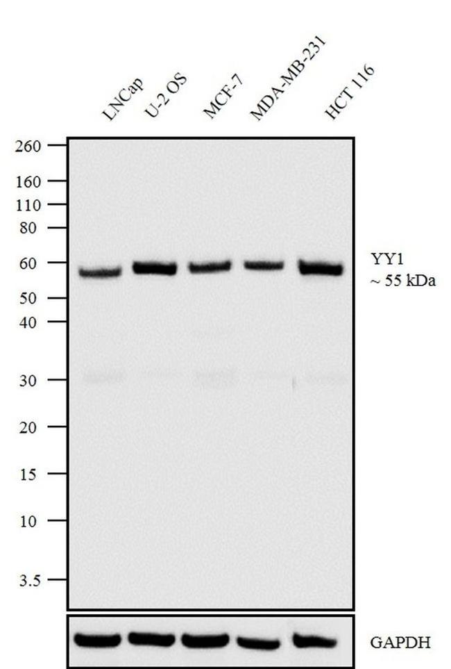 Western blot - Anti-YY1 Antibody [RP23040257] - Nuclear Loading Control (AB313420), expandable thumbnail