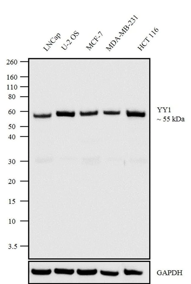 Western blot - Anti-YY1 Antibody [RP23040257] - Nuclear Loading Control (AB313420)