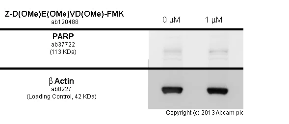 Functional Studies - Z-D(OMe)E(OMe)VD(OMe)-FMK, Cell permeable caspase-3 inhibitor (AB120488)